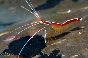 North Sulawesi-2018-DSC04833_rc- White-banded cleaner shrimp - Crevette d'Amboine - Lysmata amboinensis